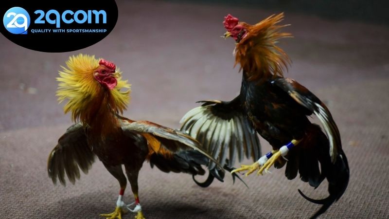 Đá gà Campuchia 2qcom – Sân chơi đỉnh cao hấp dẫn 2 Các loại hình đá gà Campuchia 2qcom phổ biến