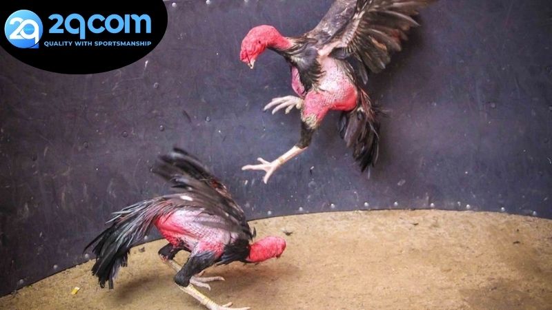Đá gà Campuchia 2qcom – Sân chơi đỉnh cao hấp dẫn 3 Đá gà trực tuyến – Tiện lợi, nhanh chóng và linh hoạt