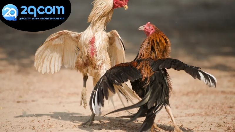 Đá gà online 2qcom - Trải nghiệm đỉnh cao và An toàn 2 Hướng dẫn cách tham gia chơi đá gà online 2qcom
