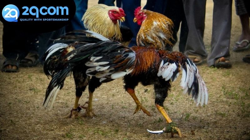 Đá gà online 2qcom - Trải nghiệm đỉnh cao và An toàn 4 Ưu điểm của việc chơi đá gà online 2qcom