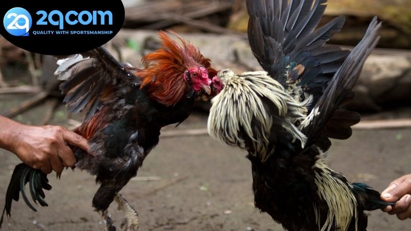 Đá gà online 2qcom - Trải nghiệm đỉnh cao và An toàn 3 Chọn trận đấu và đặt cược