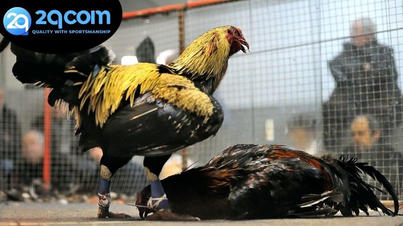 Đá gà trực tiếp 2qcom - Trải Nghiệm Game Đậm Đà Văn Hóa Việt 2 Các luật chơi và kỹ thuật tham gia đá gà trực tiếp 2qcom