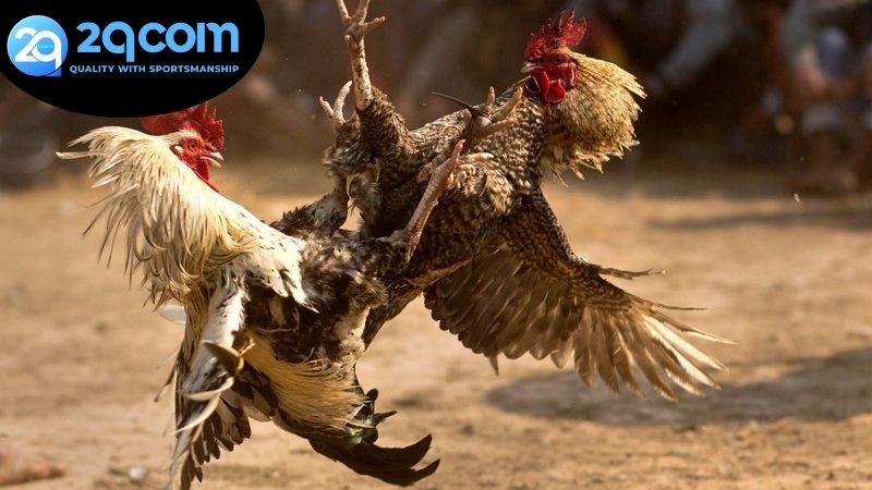 Đá gà trực tiếp 2qcom - Trải Nghiệm Game Đậm Đà Văn Hóa Việt 4 Cách tham gia đá gà trực tiếp 2qcom