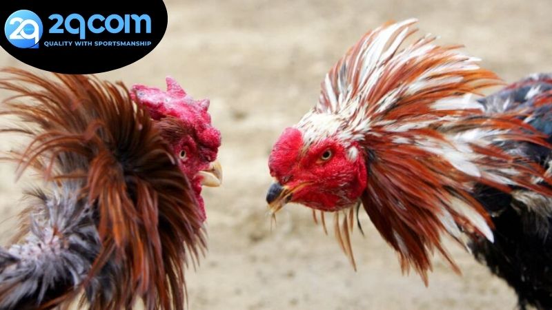 Đá gà trực tiếp 2qcom - Trải Nghiệm Game Đậm Đà Văn Hóa Việt 3 Các chiến thuật tham gia đá gà trực tuyến hiệu quả