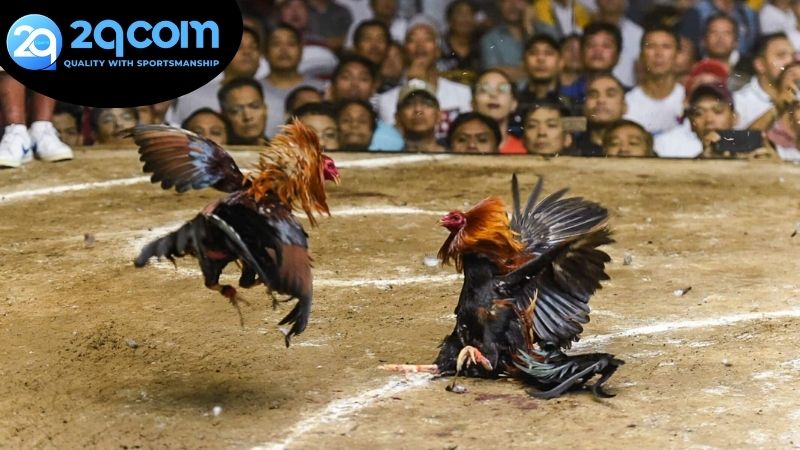 Cách thức hoạt động của livestream đá gà 2qcom