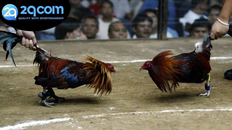 Chiến thuật và mẹo chơi cá cược đá gà qua livestream tại 2qcom