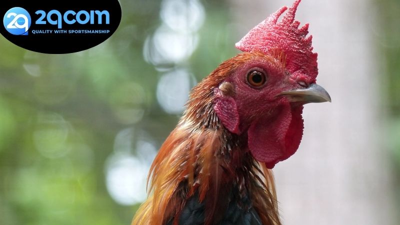 Các yếu tố làm nên chất lượng của livestream đá gà 2qcom