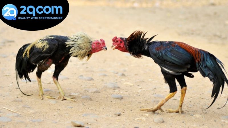 Xem đá gà 2qcom hôm nay - Cẩm nang đầy đủ cho dân chơi 2 Tại sao nên xem đá gà 2qcom hôm nay?