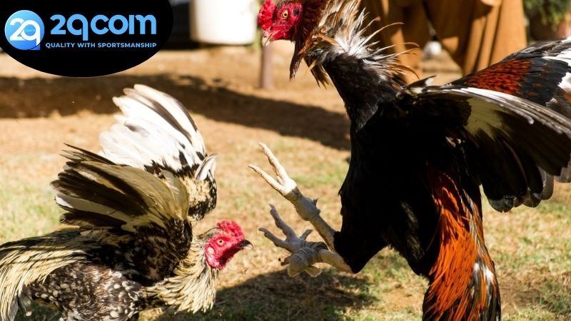 Xem đá gà 2qcom hôm nay - Cẩm nang đầy đủ cho dân chơi 3 Cách xem đá gà 2qcom hôm nay