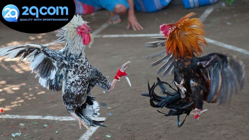 Xem đá gà 2qcom hôm nay - Cẩm nang đầy đủ cho dân chơi 4 Phân tích các yếu tố quyết định thắng thua trong đá gà